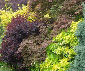 Shrubs for Shade