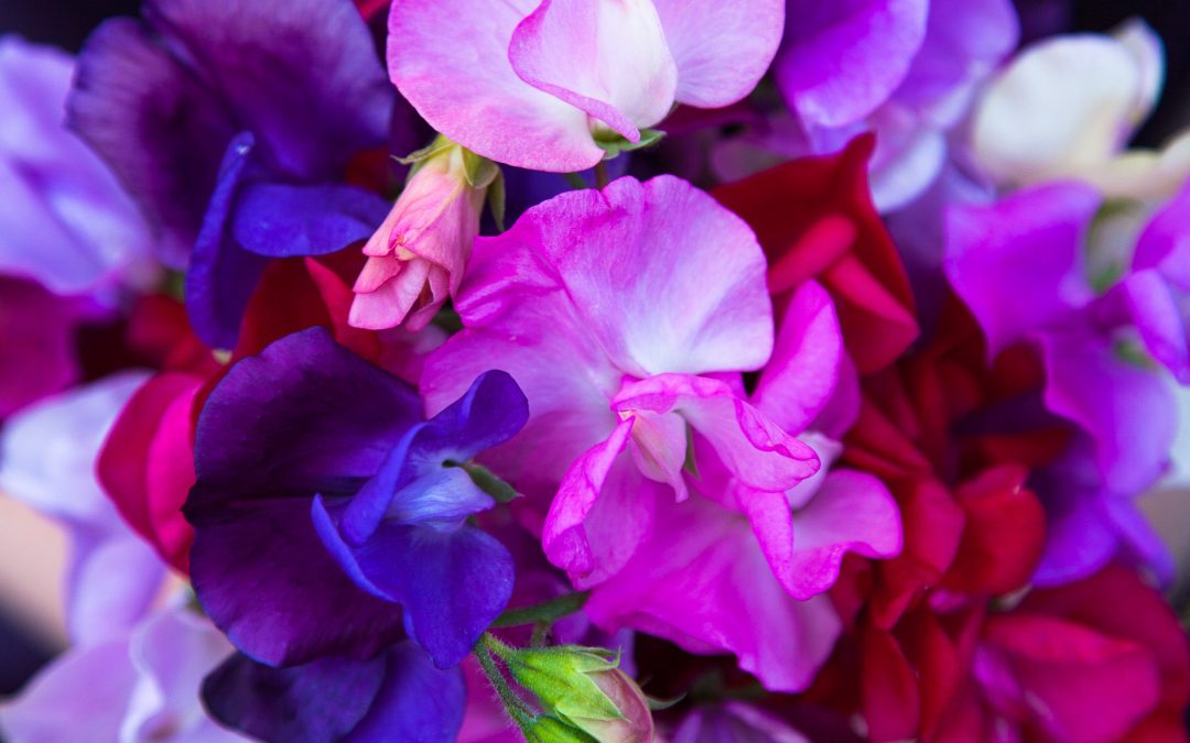Sweet Peas