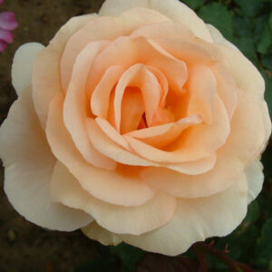 The Churchill Rose (4lt)