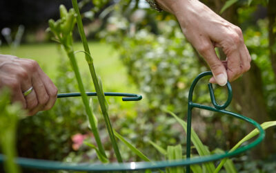 Plant Care